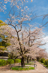 Fototapeta premium Cherry blossom festival at Chidorigafuchi Park, Beautiful sakura in full bloom in a famous touristic spot next to the Imperial Palace, Chidorigafuchi Park. Tokyo, Japan.