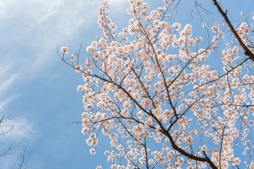 Cherry blossom festival at Chidorigafuchi Park, Beautiful sakura in full bloom in a famous touristic spot next to the Imperial Palace, Chidorigafuchi Park. Tokyo, Japan.