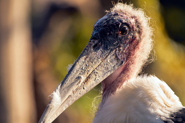 アフリカハゲコウ