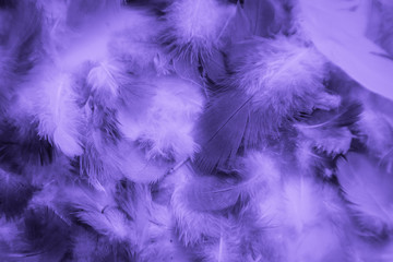Fototapeta na wymiar Beautiful abstract colorful blue and light purple feathers on black background and soft white pink feather texture on white pattern and purple background, purple texture