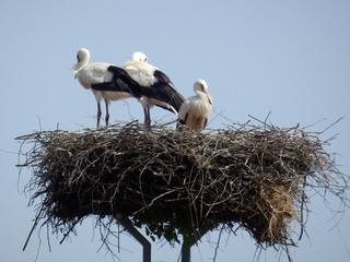 nest stork 