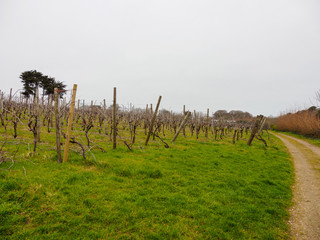 Wide angle view of vineyard trellises along dirt roads on a cloudy and foggy day. Penzance, United Kingdom. Travel and Cornish winemaking. - 310449819