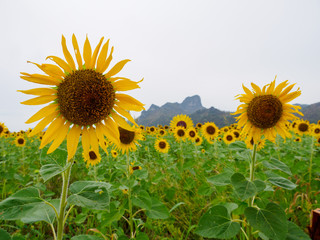 Wide angle view of multiple beautiful sunflowers blooming in a field among the mountains on an overcast day. Lopburi, Thailand. Travel and nature. - 310449836