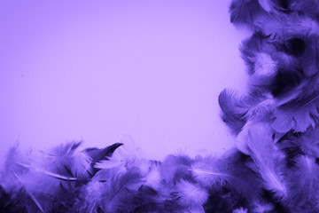 Beautiful abstract colorful blue and light purple feathers on black background and soft white pink feather texture on white pattern and purple background, purple texture