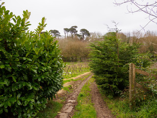 Wide angle view of leafy hedges along the muddy roads and wooden fences at the entrance to a farm on a cloudy day. Penzance, United Kingdom. Travel and agriculture. - 310450004