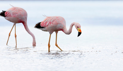 Closeup of two Andean flamingos (Phoenicoparrus andinus) in salt lake Chaxa near San Pedro de...