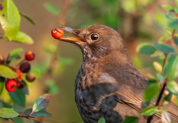 Amsel mit Beere im Schnabel