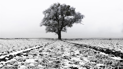 Arbre dans un champ et neige