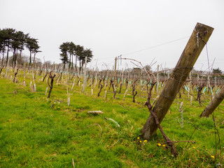Wide closeup of wooden trellises along the slopes of a Cornish vineyard on a cloudy day. Penzance, United Kingdom. Travel and fine British winemaking. - 310450084
