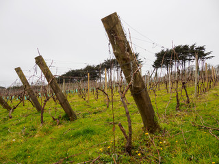 Wide closeup of multiple wooden trellises along the slopes of a rainy Cornish vineyard. Penzance, United Kingdom. Travel and fine British winemaking. - 310450097