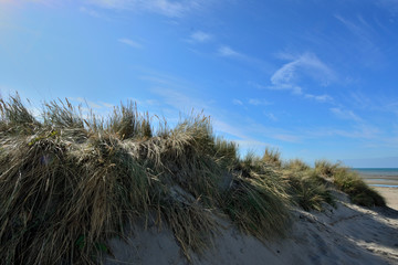 Dune Coxyde
