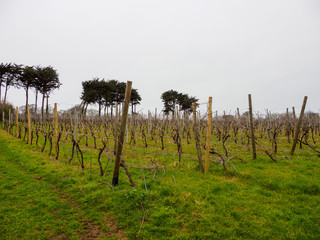 Wide angle view of a Cornish vineyard on a cloudy, foggy morning. Penzance, United Kingdom. Travel and fine British winemaking. - 310450273