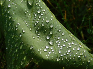 water drops on leaf