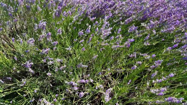 Top view of lavender flowers swinging in the wind under the bright sunshine. 