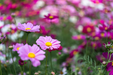 Pink and magenta cosmos flowers garden