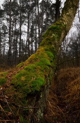Moss covered Birch tree next to a small ditch in a swampy area