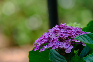 Flowers and birds, Nature in Queensland Australia