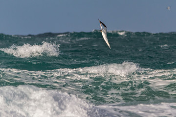 Gannet diving in to the sea