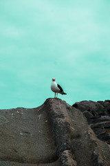 seagull on a rock