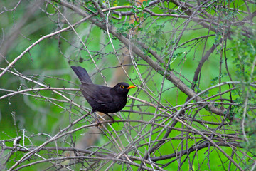 blackbird on branch