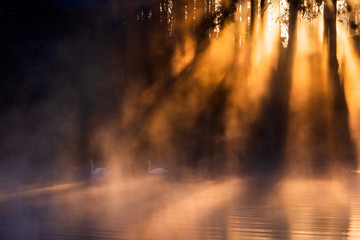 Fototapeta premium Sun rise at Pang-ung, Pine forest in Thailand