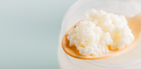 Milk Mushroom Organic Probiotic Dairy Products. Fermented foods healthy eating concept. Selective focus. Copy space