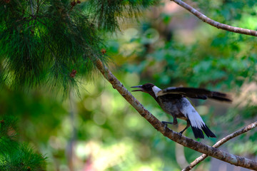 Flowers and birds, Nature in Queensland Australia