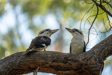Flowers and birds, Nature in Queensland Australia