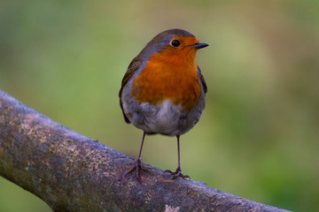 little Red robin bird perched on a tree branch, foliage blur background