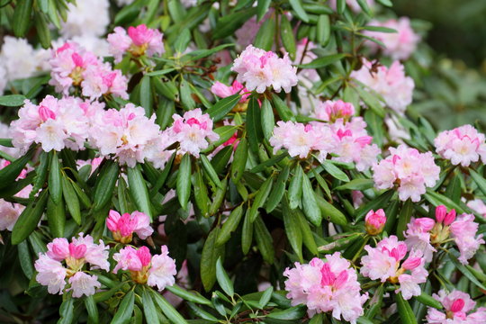 「ツクシシャクナゲ」の写真素材 194件の無料イラスト画像 Adobe Stock