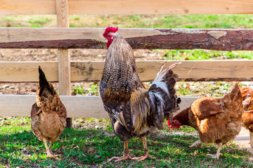 Rooster and chicken walking in the yard on the green grass.