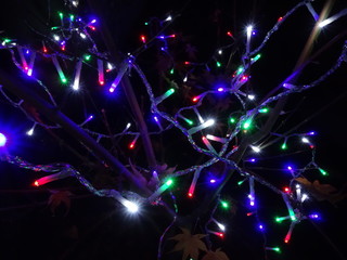 Brightly colored Christmas lights on a plant. Christmas concept.