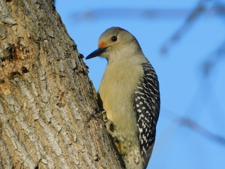 woodpecker