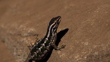 lizard on the rock