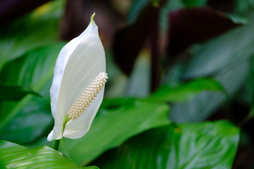 Flowers and birds, Nature in Queensland Australia