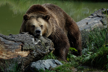Ours brun