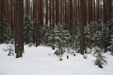 Winter forest landscape.