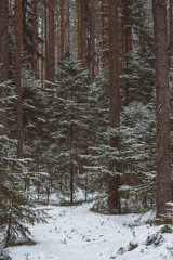 Winter forest landscape.