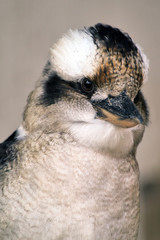 ワライカワセミ