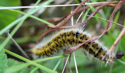 Die Raupe, Larve eines Brombeerespinners