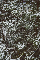 Winter forest landscape.