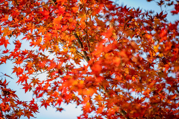 紅葉ロード【福岡県東峰村】