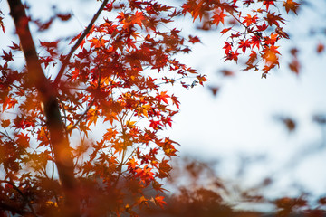 紅葉ロード【福岡県東峰村】