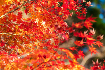紅葉ロード【福岡県東峰村】