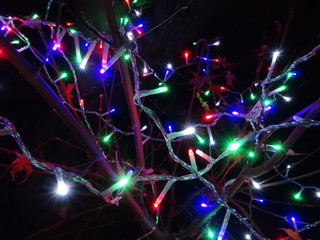 Brightly colored Christmas lights on a plant. Christmas concept.