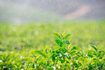 Fresh tea bud and leaves.Tea plantations in the rain, natural backgrounds.soft focus