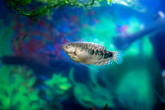 Blue gourami and echinodorus algae in a home decorative aquarium