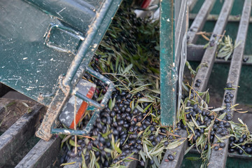 Spanish olive oil process in factory
