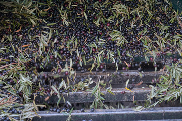 Spanish olive oil process in factory