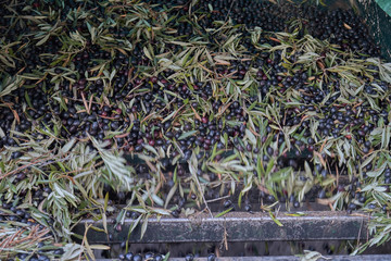 Spanish olive oil process in factory
